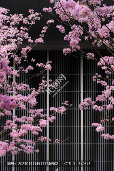 廣州寺右萬科中心紫風花鈴木