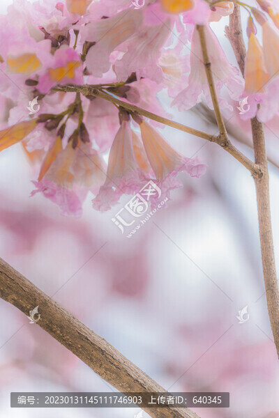廣州寺右萬(wàn)科中心紫風(fēng)花鈴木