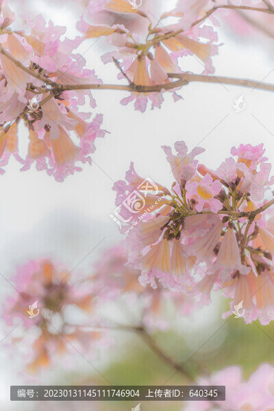 廣州寺右萬科中心紫風花鈴木