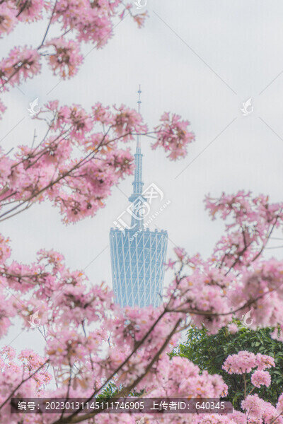 廣州寺右萬科中心紫風(fēng)花鈴木