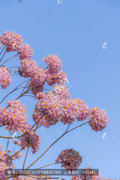 馬克村的紫風(fēng)花鈴木