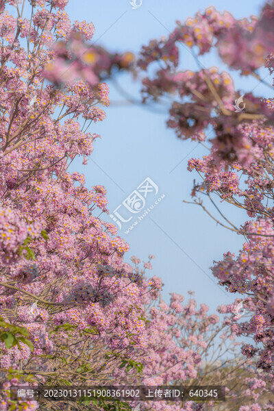 馬克村的紫風(fēng)花鈴木