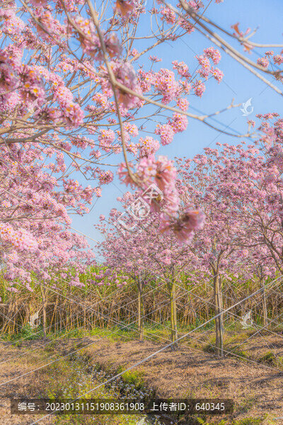 馬克村的紫風(fēng)花鈴木