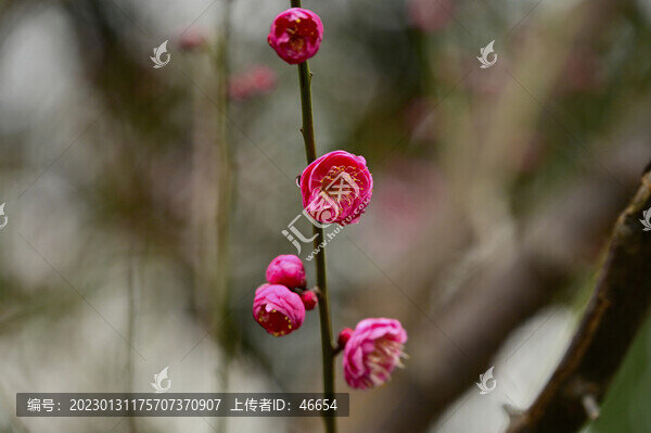 紅梅