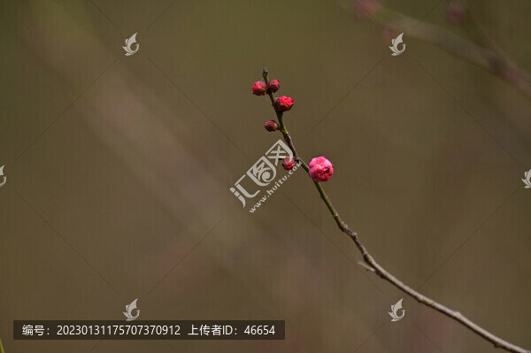 紅梅