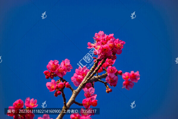 春暖花開