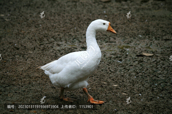 鵝