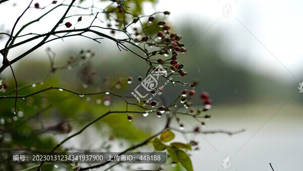 樹(shù)枝上的雨滴