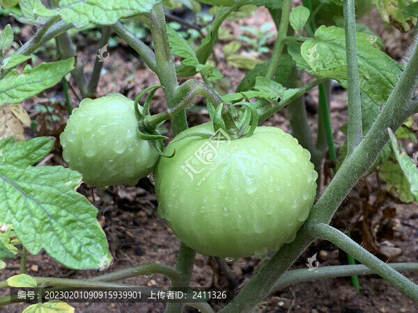 雨后西紅柿