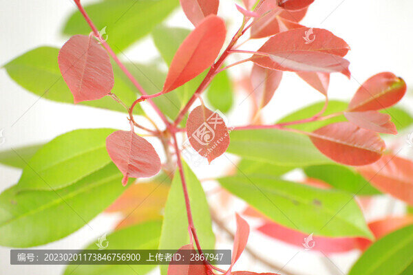 綠葉背景
