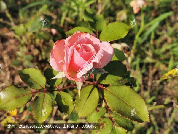 月季花
