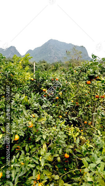 沃柑園