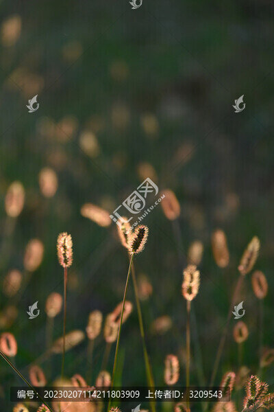 夕陽下的狗尾草