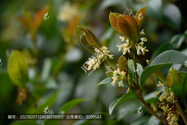 盛開(kāi)的桂花