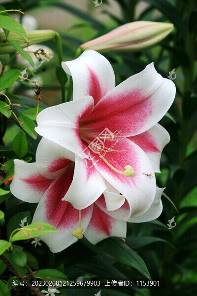 百合花