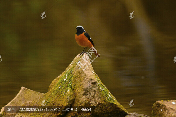 春天的小鳥(niǎo)