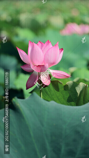 陽(yáng)光下的荷花