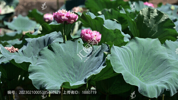 蓮