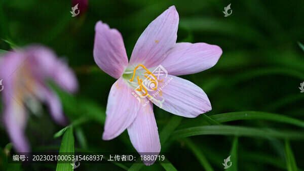 韭蓮