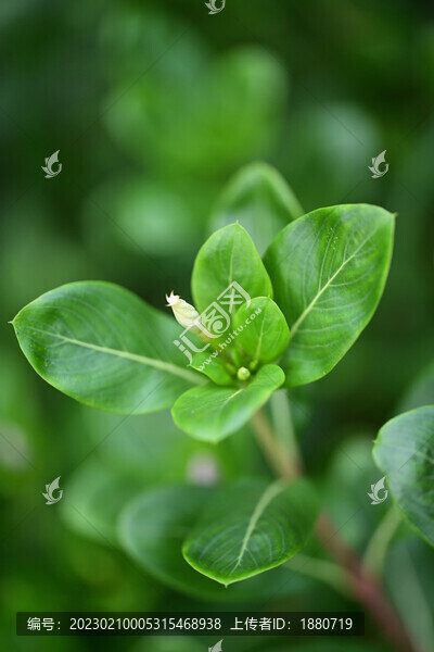 長(zhǎng)春花