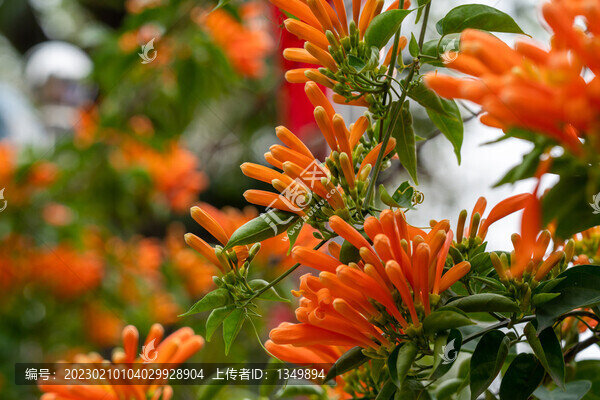 炮仗花