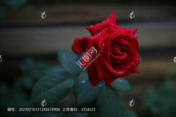 露珠薔薇