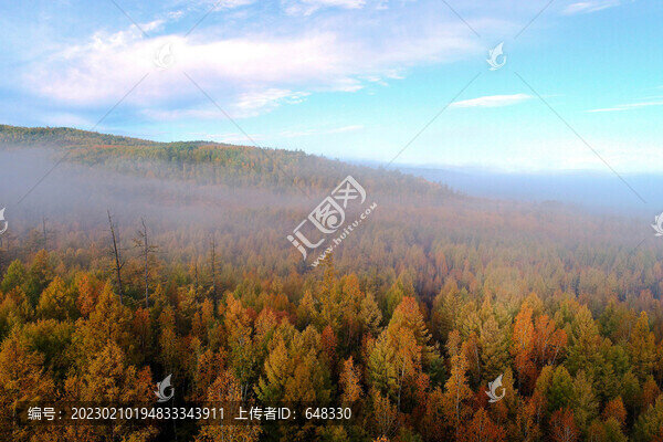 晨霧樹林