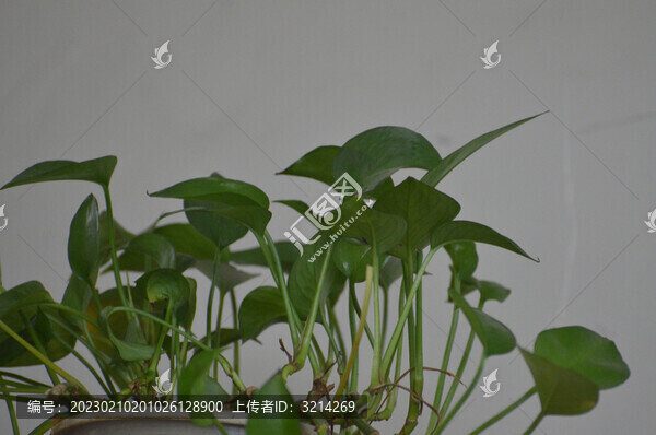 綠蘿