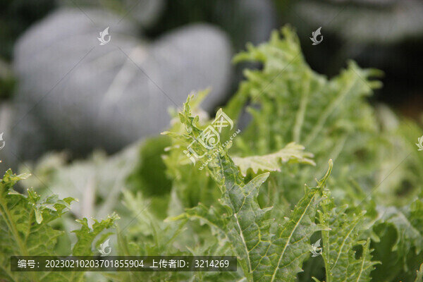 農(nóng)家菜地