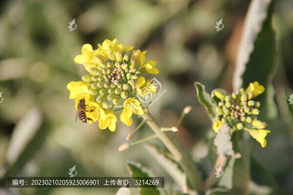 油菜花特寫