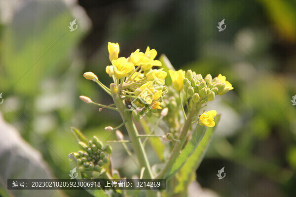 油菜花開