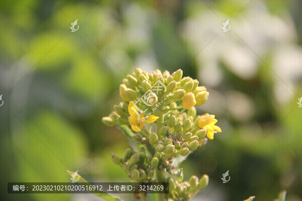 鄉(xiāng)間油菜花田