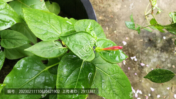 花苞