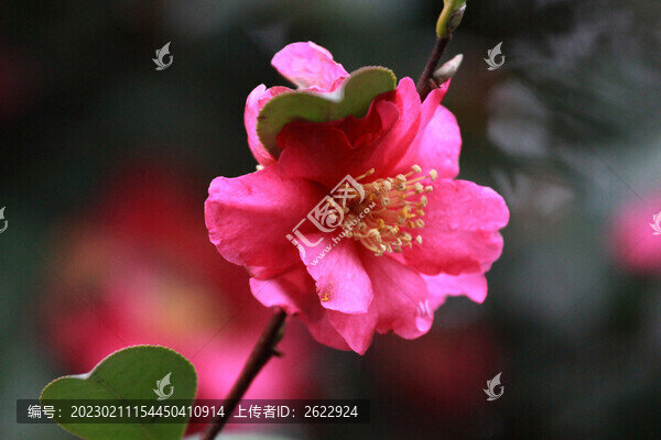 茶花