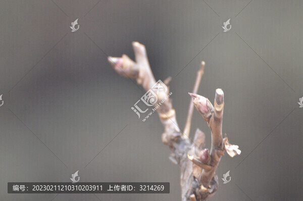 牡丹枝條