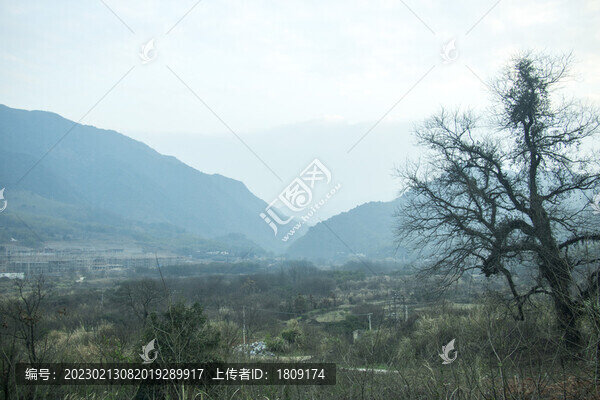 村頭老樹(shù)