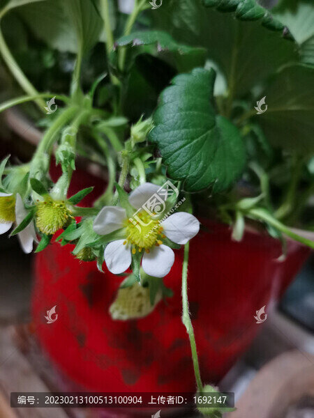 草莓花