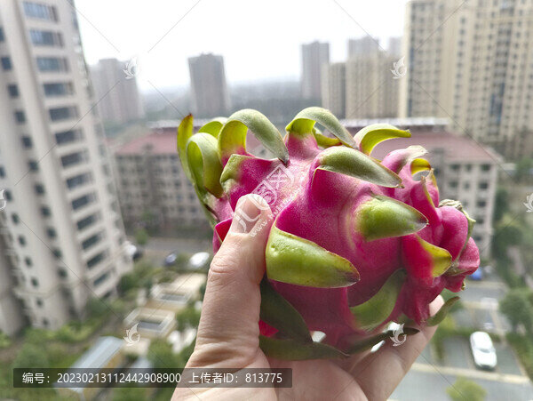 采摘火龍果