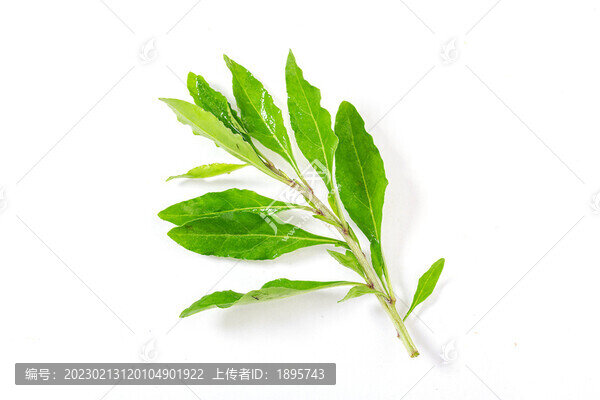 新鮮枸杞葉