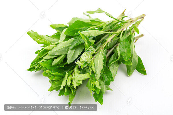 新鮮枸杞葉