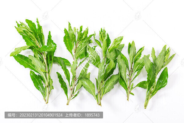 新鮮枸杞葉