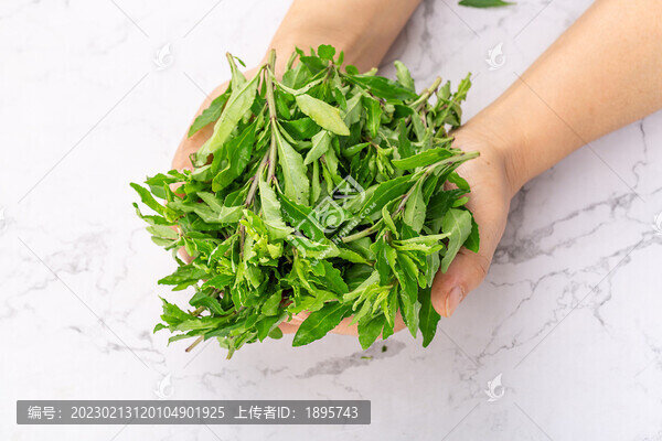 新鮮枸杞葉