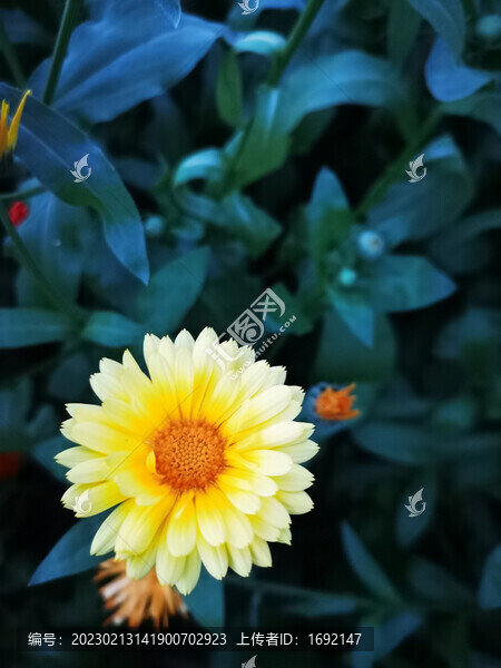 小雛菊