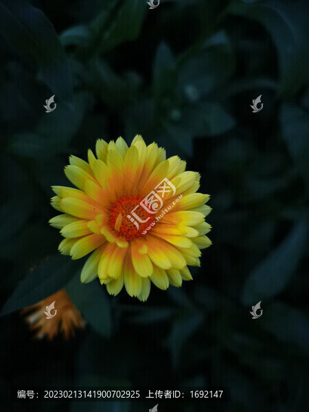 小雛菊