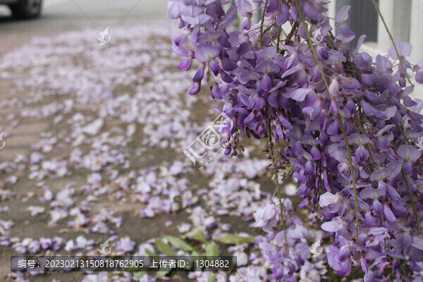 紫藤花