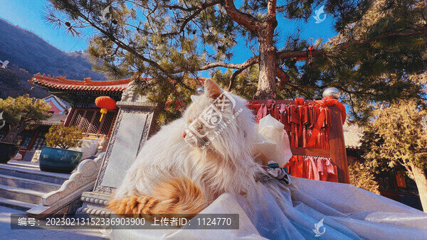 寺中的貓
