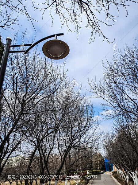 公園冬季樹林