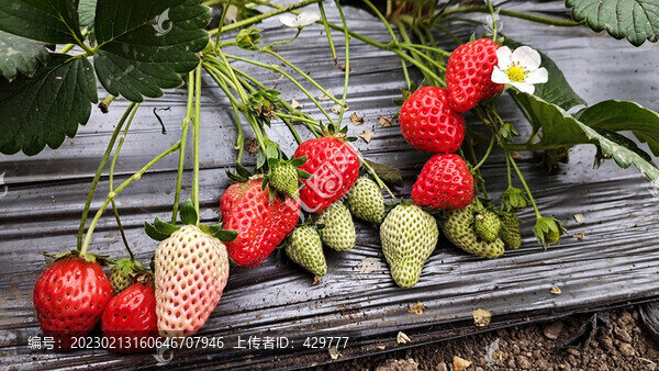溫室草莓