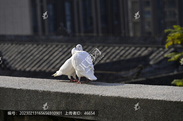 彈子石老街