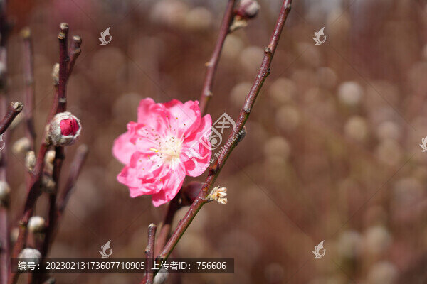 花卉梅花